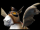 40px-Flying_Courier.png