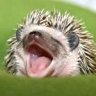 hedgehog